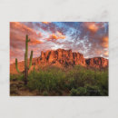 Search for superstition postcards Saguaro cactus