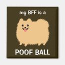 Search for pom magnets Dog
