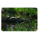 Search for turtle image magnets Turtles