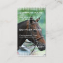 Search for warmblood Equine