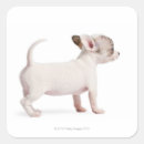 Search for chihuahua puppies stickers Animal