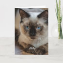 Search for ragdoll cat cards Feline