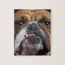 Search for english bulldog puzzles Animals