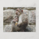 Search for monkey postcards India