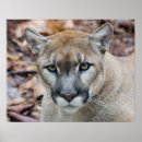 Search for puma mountain cat posters Nature