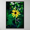 Search for yellow flower posters Natural