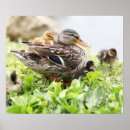 Search for ducklings posters Baby animals