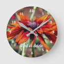 Search for orange daisy photography Flower