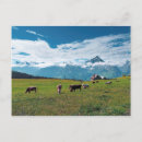 Search for swiss cards Meadow