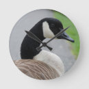 Search for goose clocks Geese