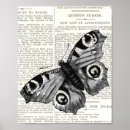 Search for black and white butterfly posters Insect