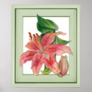 Search for stargazer lily posters Floral