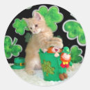 Search for st patricks day cat stickers Kitten