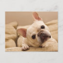 Search for tilt postcards Dog