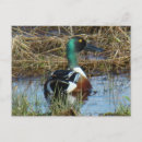 Search for drake postcards Waterfowl