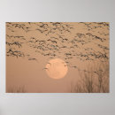 Search for flying geese art Wildlife