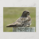 Search for common postcards Outdoors