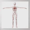 Search for circulatory system posters White background