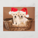 Search for yellow lab christmas cards Basket