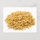 Search for pine nut White