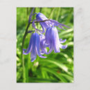 Search for blue bell flower postcards Nature