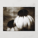 Search for dark dreams postcards Black