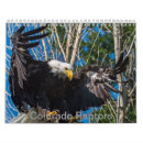 Search for birds of prey calendars Falcon