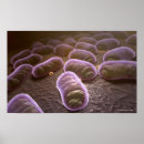 Search for bacteria posters Illustration