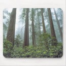 Search for trees in fog mouse mats National park