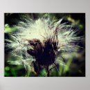 Search for fluff posters Nature