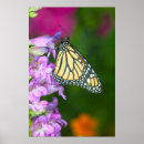 Search for plexippus posters Butterfly
