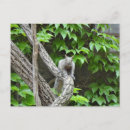 Search for gray squirrel postcards Cute
