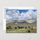 Search for yellowstone bison postcards Wyoming