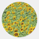 Search for crop stickers Sunflower