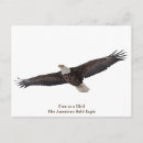 Search for soar postcards Wildlife