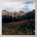 Search for mountain daisy posters Flower