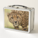 Search for cheetah lunch boxes Wild animal