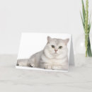 Search for british shorthair cards Animal