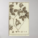 Search for parts of a flower posters Engraved