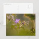 Search for blüte postcards Blossom