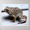 Search for will be toad photography Nature
