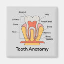 Search for teeth magnets Health