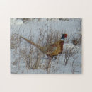 Search for pheasant puzzles Ring necked pheasant