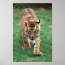 Search for tiger cub posters Nature