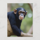 Search for funny chimpanzee postcards Nature