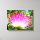 Search for silk posters Albizia
