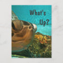 Search for funny turtle postcards Turtles