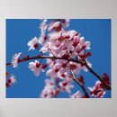 Search for japanese garden posters Blossom