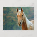 Search for gaze postcards Horse