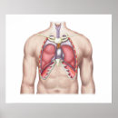 Search for lung posters Biology